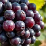 grapes are not keto friendly