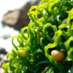 seaweed is keto friendly