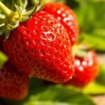 strawberries allowed on keto