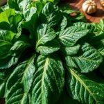 collard greens are keto friendly