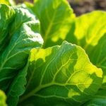 romaine lettuce is keto friendly